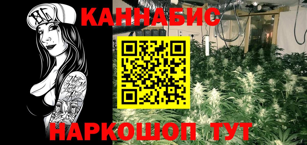 Каннабис планчик Прохладный